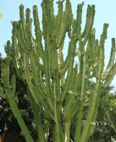 Xương rồng ba cạnh