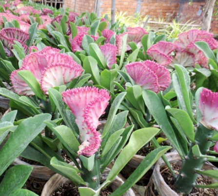Xương rồng vạn lý
