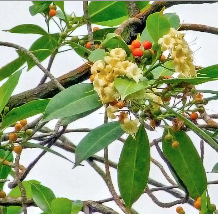 Trai Nam bộ