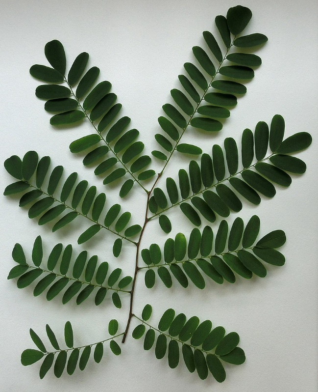 Trắc đen