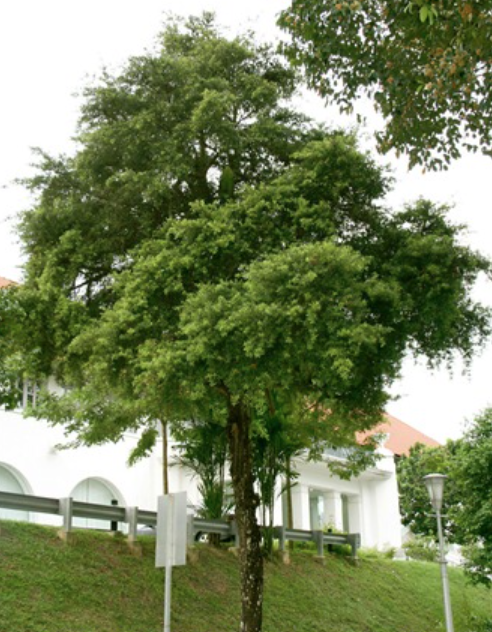 Thông tre