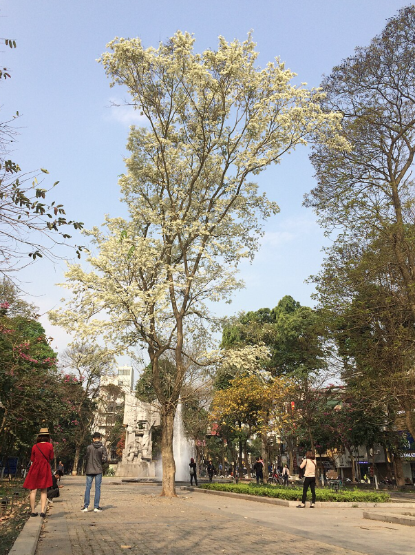 Sưa trắng, thàn mát hoa trắng