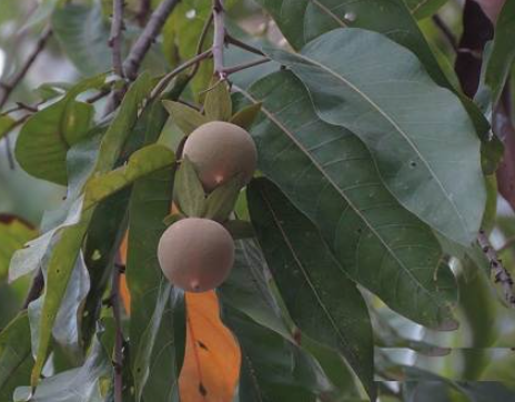 Sơn huyết