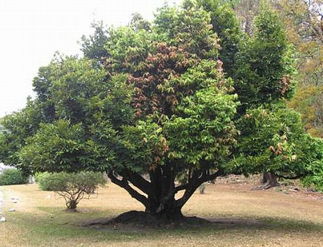 Mun sọc