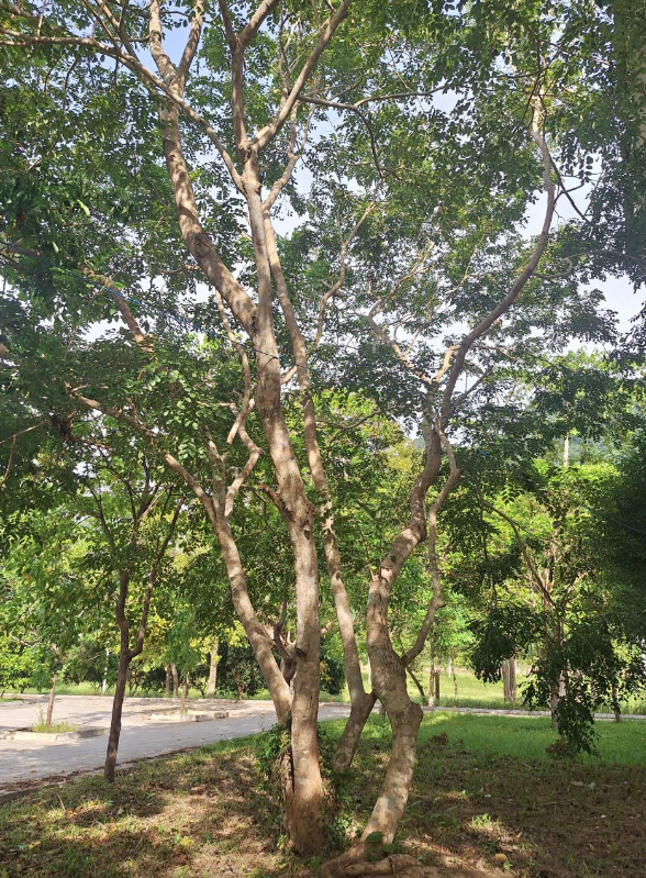 Gòn gai