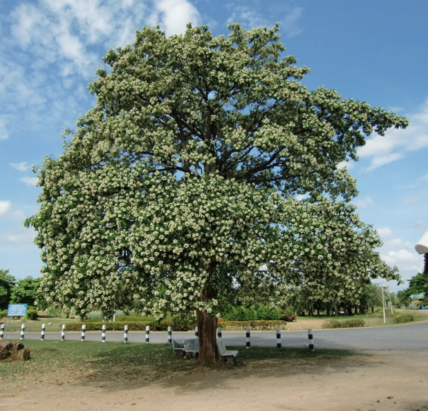 cây hoa sữa
