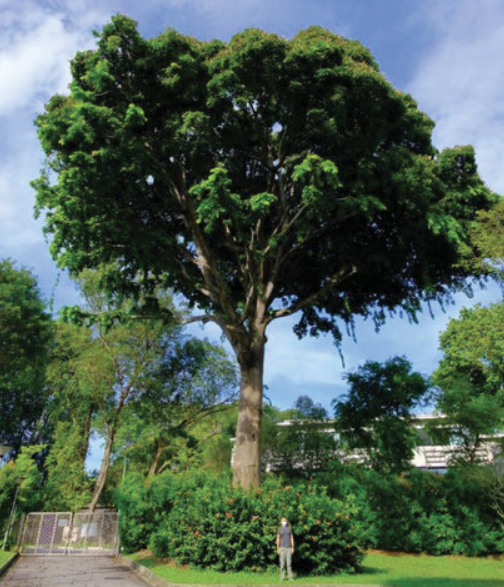 Gụ