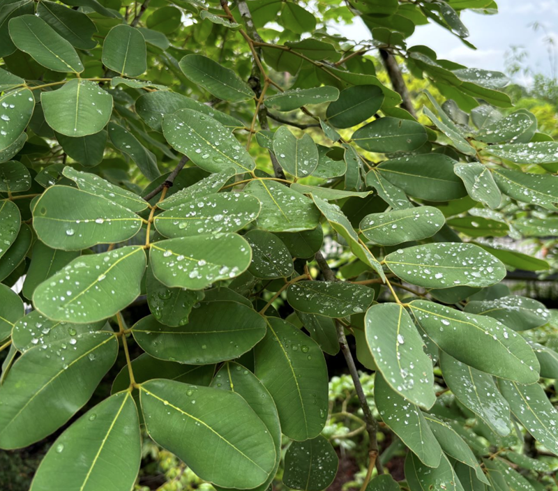 Gụ