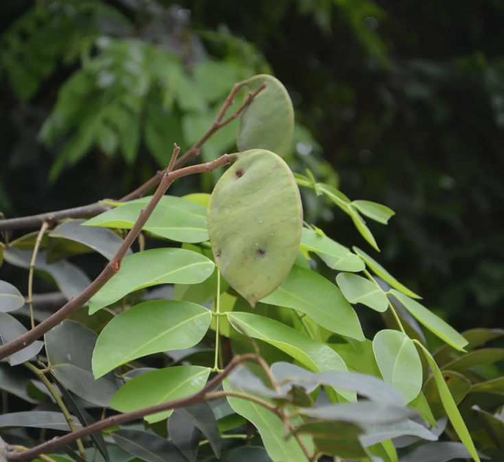 Gụ