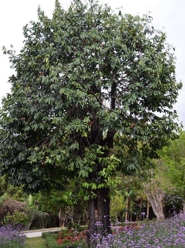 Cẩm thị