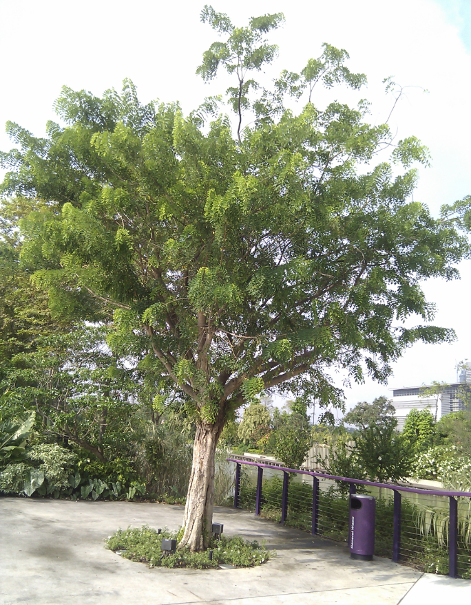 cẩm lai