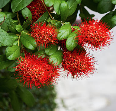 Hỏa châu