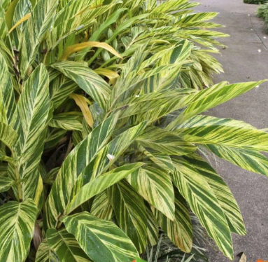 Gừng lá sọc