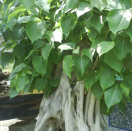 đa lâm vồ