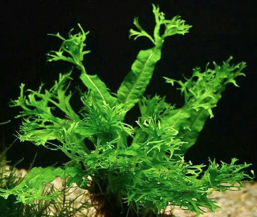 Dương xỉ sừng hươu