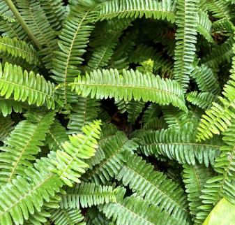 Gội nếp