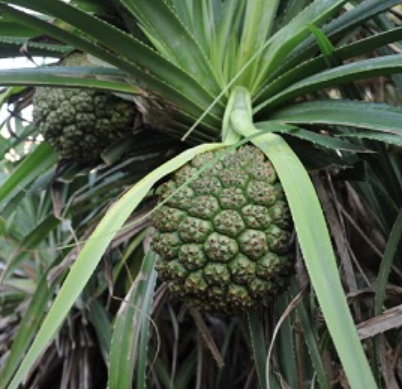 Dứa dại