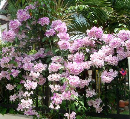 Dây ánh hồng