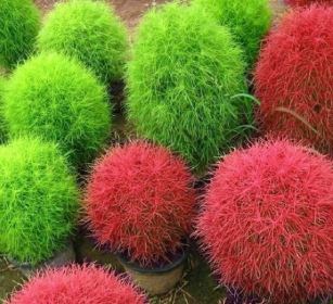 Cỏ đổi màu