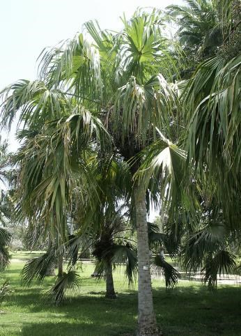 Cọ bầu, kè Nam Mỹ