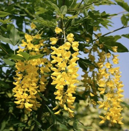 Lan hoàng dương