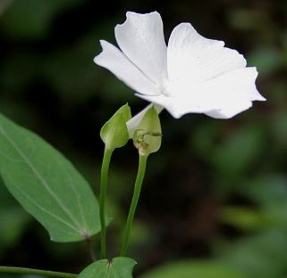 Cát đằng thơm