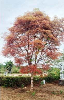Cẩm lai Bà Rịa