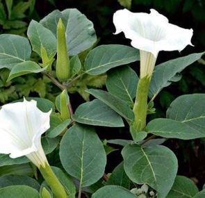 Cà độc dược