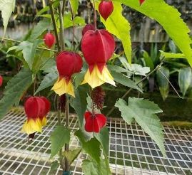 Bụp lồng đèn Hội An