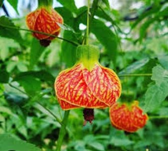 bụp lồng đèn