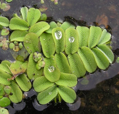 bèo vẩy ốc