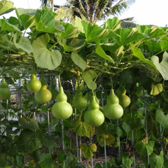 bầu hồ lô