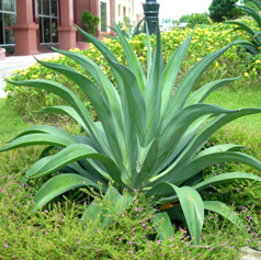 Agao Mỹ, thùa Mỹ