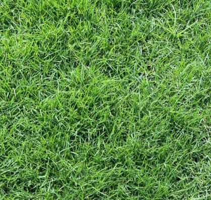 Cỏ Paspalum - cỏ trâu