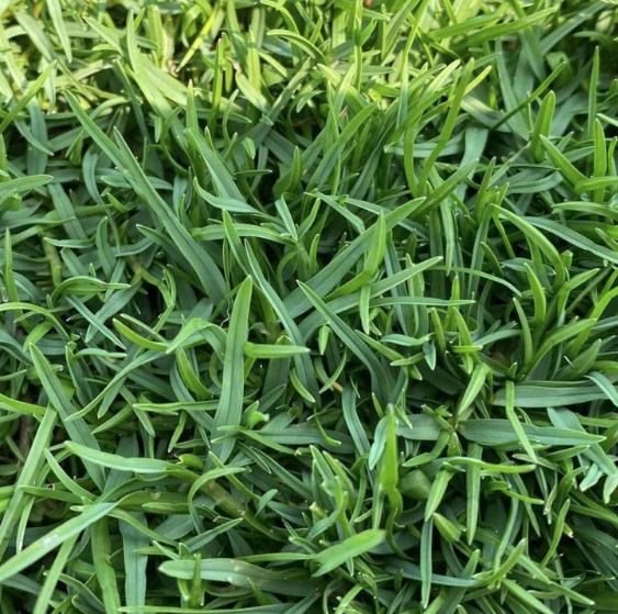 Cỏ Paspalum - cỏ trâu
