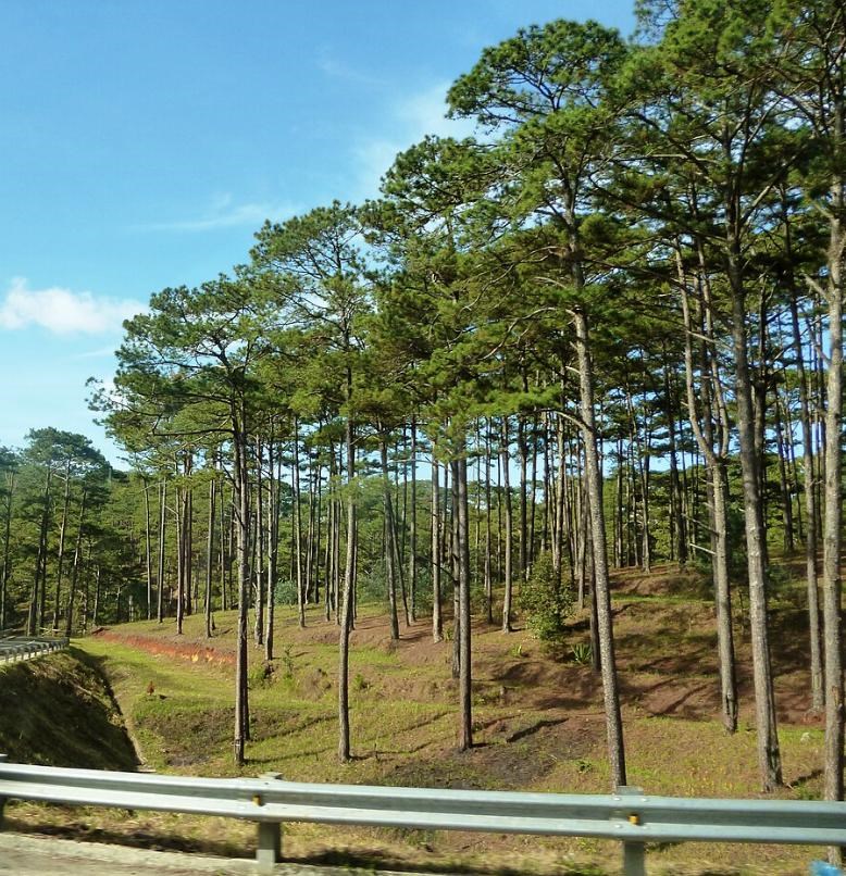 Thông Đà Lạt