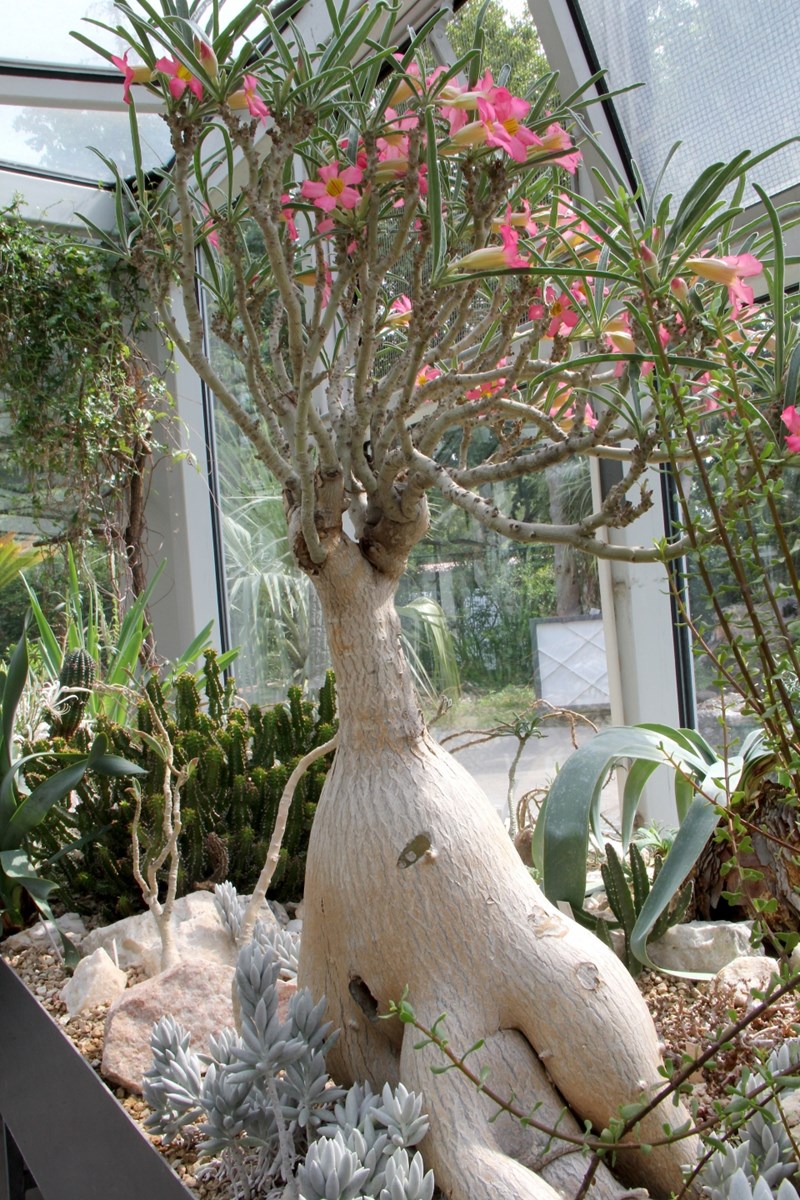 Sứ Thái