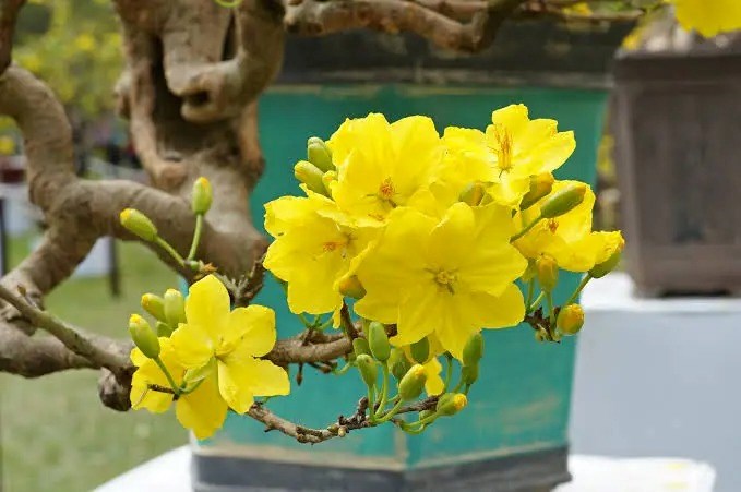 Mai vàng - mai rừng