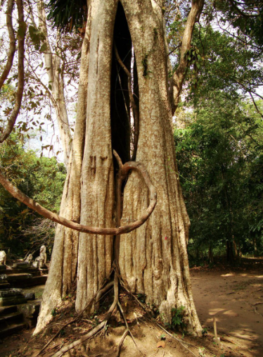 Bằng lăng cườm