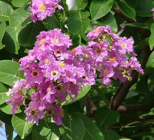 Bằng lăng cườm