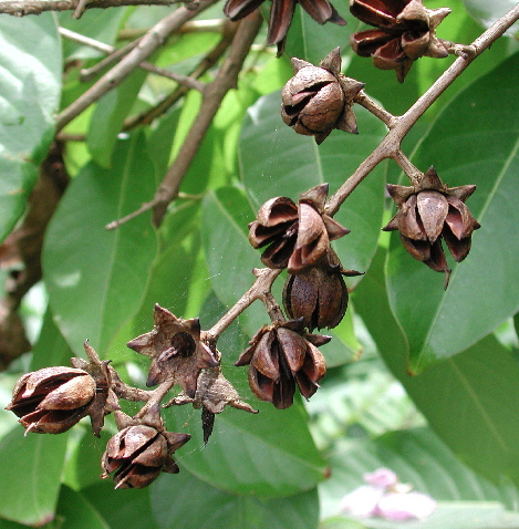 Bằng lăng cườm