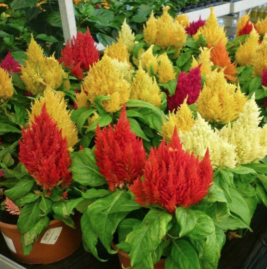 Mào gà lửa
