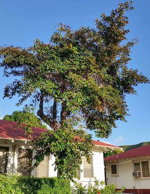 cây vú sữa