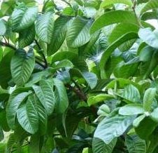 Dây mật