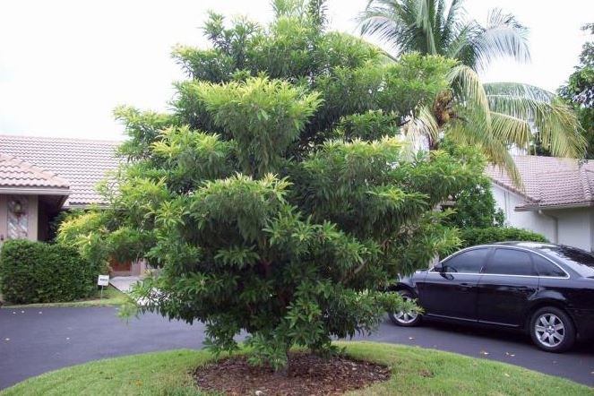Hồng xiêm, sa pô chê