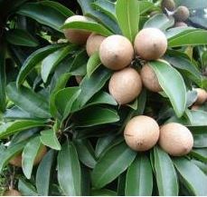 Hồng xiêm, sa pô chê