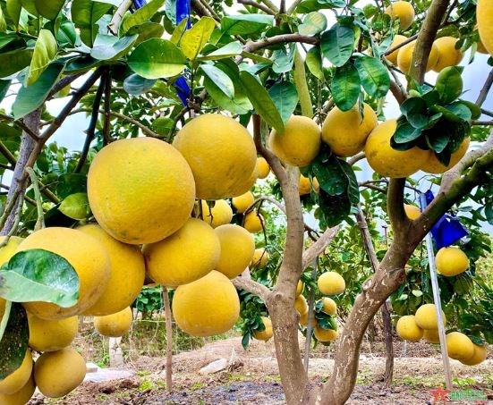 Bưởi, bòng
