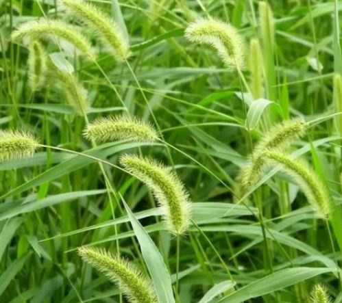Cỏ đuôi cáo xanh