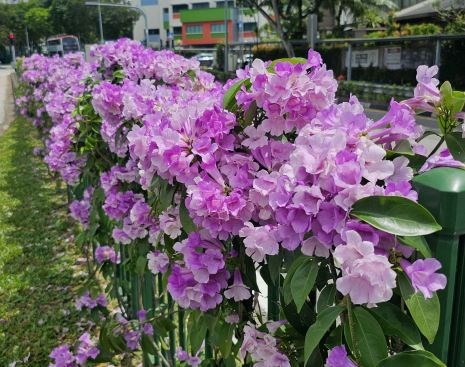 Lý tỏi