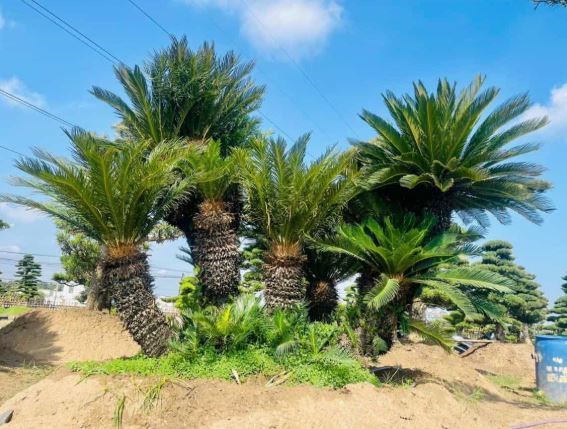 cây vạn tuế